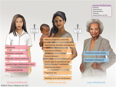 Update on sex specific risk factors in cardiovascular disease
